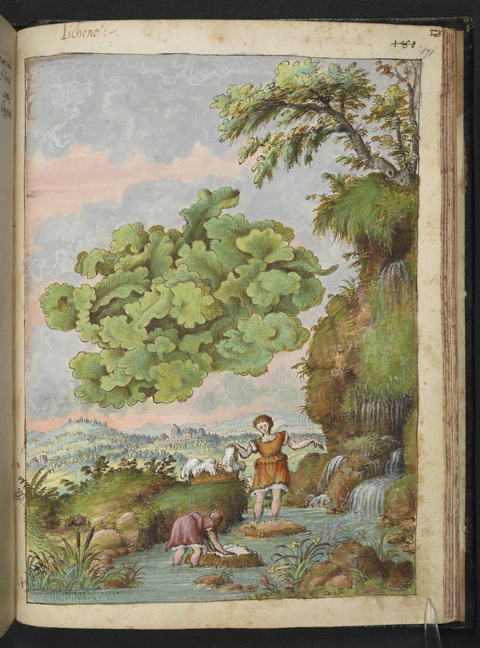 Lichene e due donne che lavano vestiti o pellicce in una pozza, da "Paintings of Flora of the Roman States" di Gherardo Cibo da Gherardo Cibo