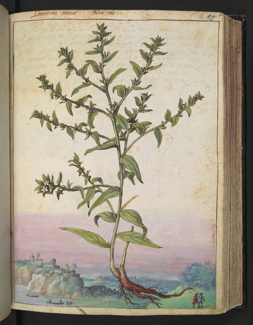Lithospermum officinale, da "Dipinti della flora degli Stati Romani" di Gherardo Cibo da Gherardo Cibo