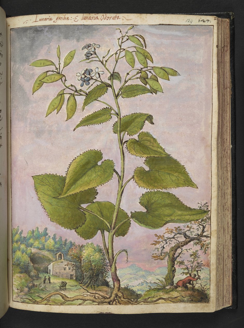 Lunaria rediviva, da 