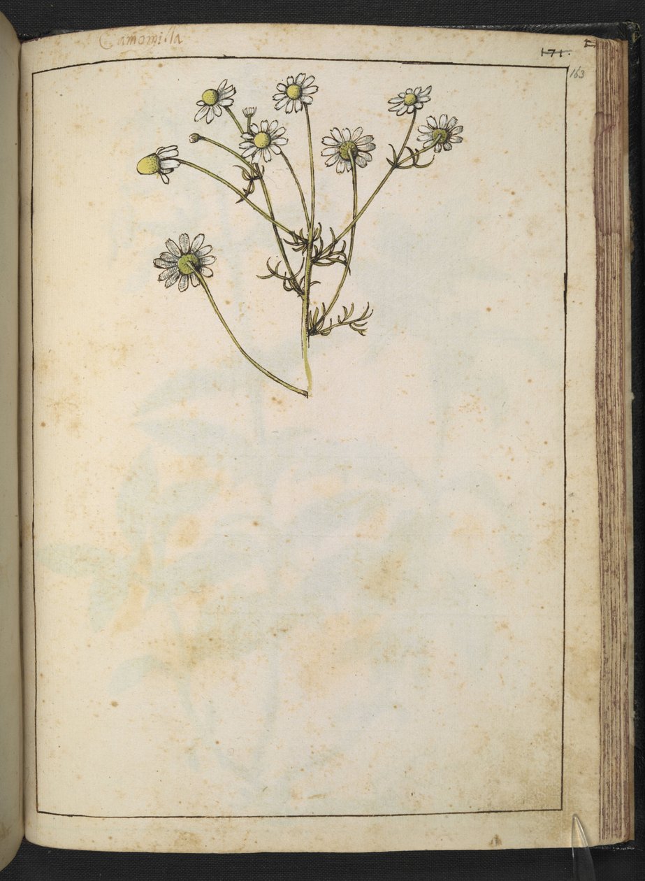 Matricaria chamomilla (Camomilla), da "Dipinti della flora degli Stati Romani" di Gherardo Cibo, Add MS 22333, f163r, c.1564-84 da Gherardo Cibo
