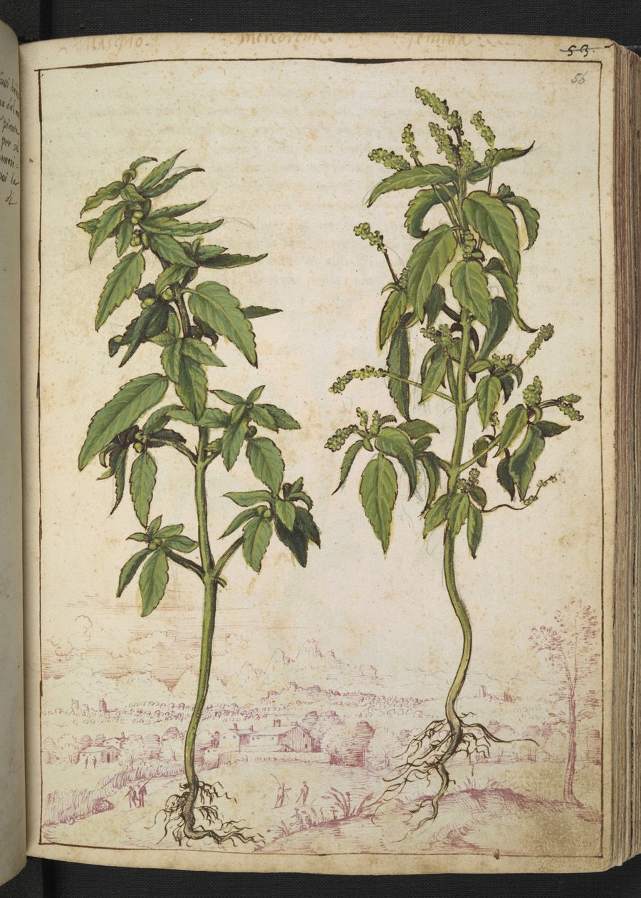 Mercurialis annua, da "Paintings of Flora of the Roman States" di Gherardo Cibo da Gherardo Cibo