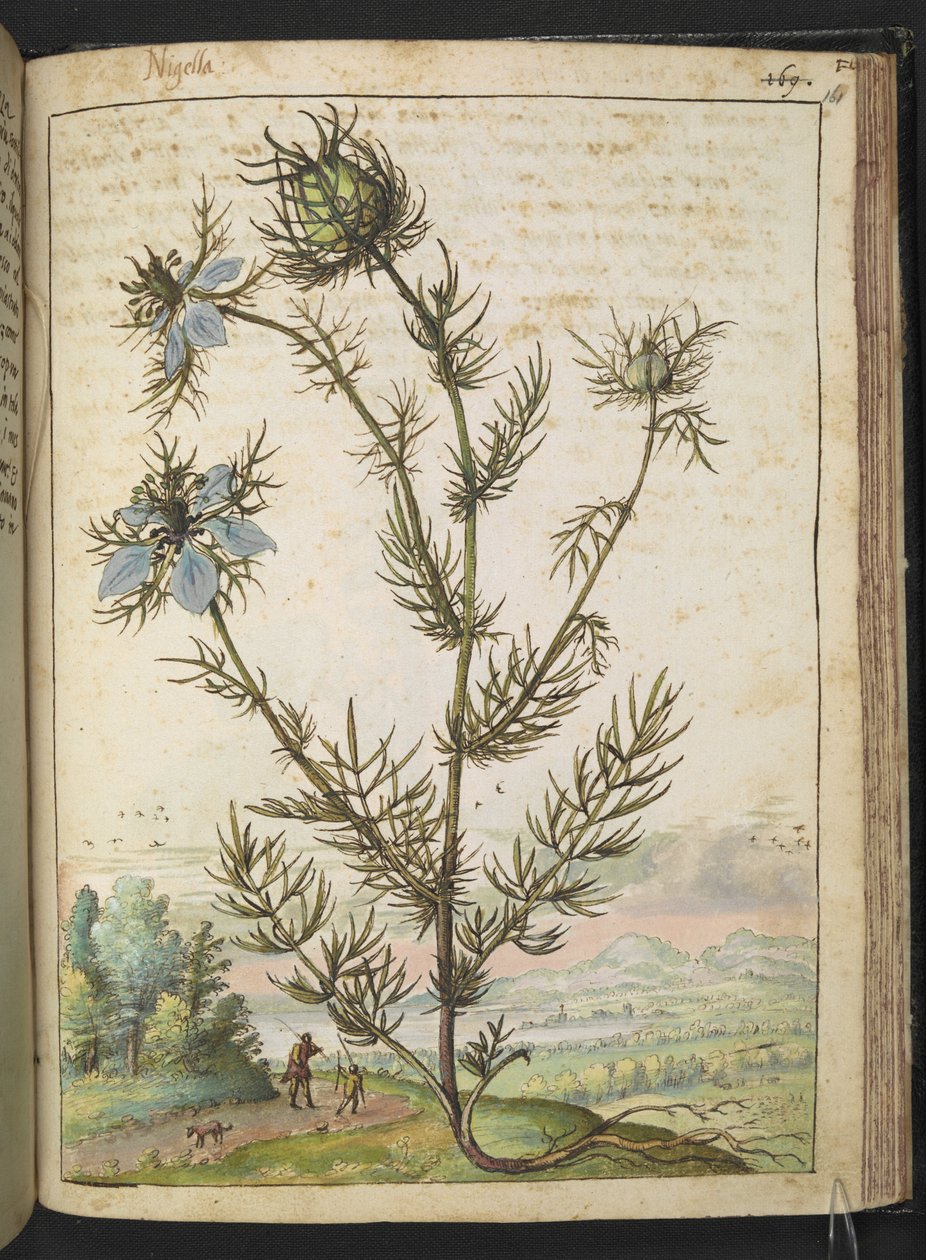 Nigella damascena, da "Dipinti della flora degli Stati Romani" di Gherardo Cibo da Gherardo Cibo