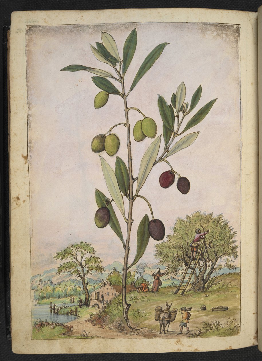 Olea europaea (Olivo), da "Paintings of Flora of the Roman States" di Gherardo Cibo da Gherardo Cibo