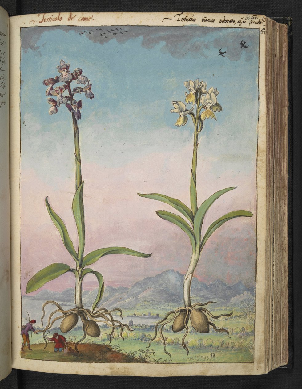 Orchis pallens: Due piante fiorite, da 