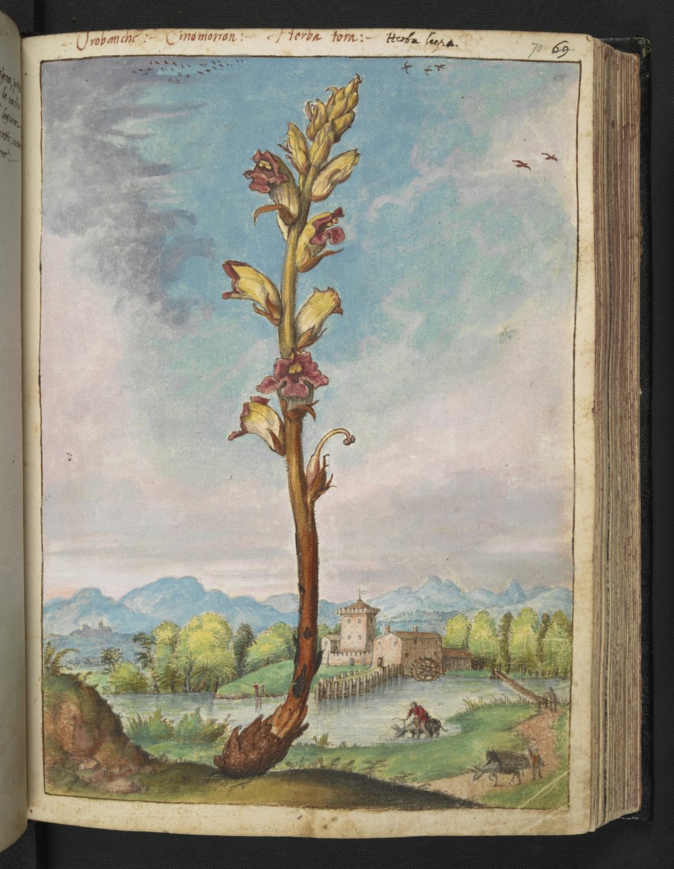 Orobanche gracilis, da "Dipinti della flora degli Stati Romani" di Gherardo Cibo, Add MS 22333, f070r, c.1564-84 da Gherardo Cibo