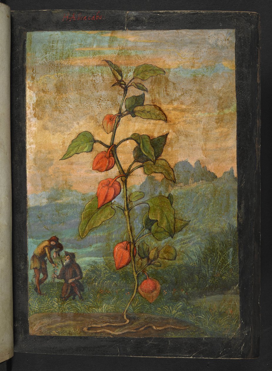 Physalis alkekengi: Una pianta con fiori rossi, da 