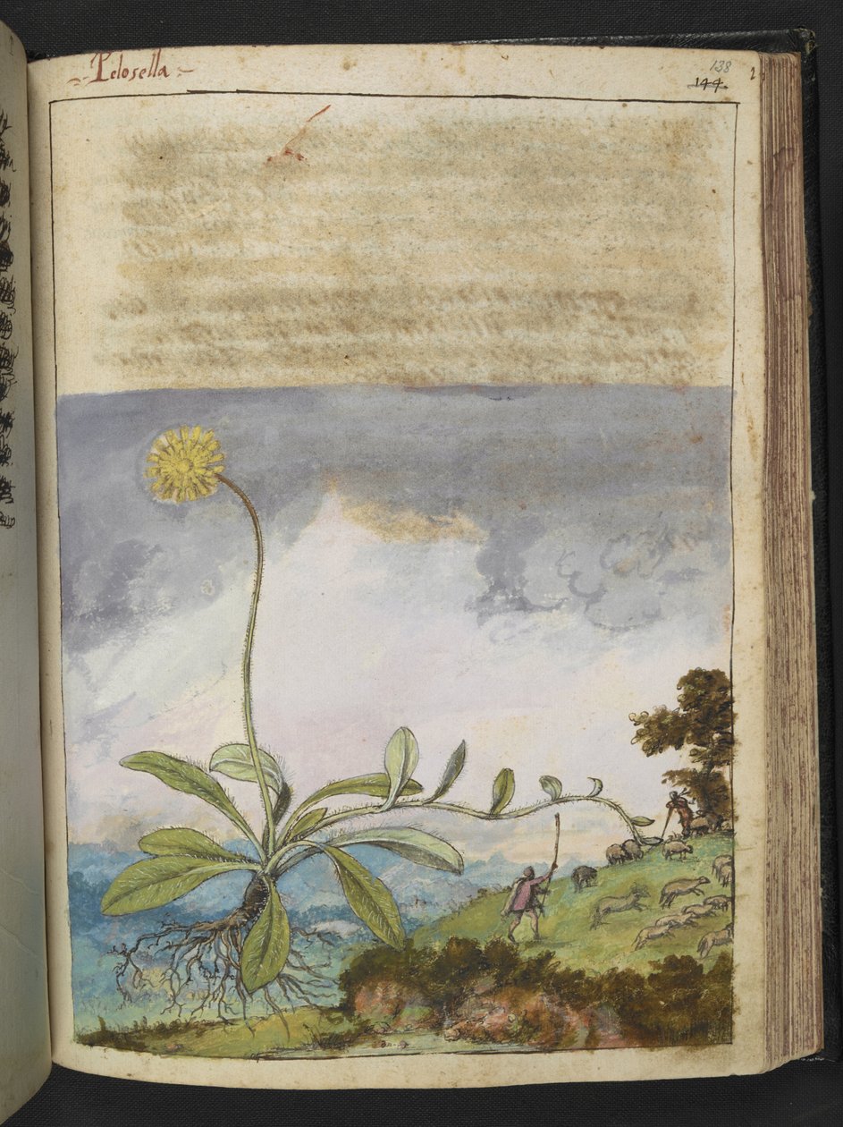 Pilosella officinarum, da 