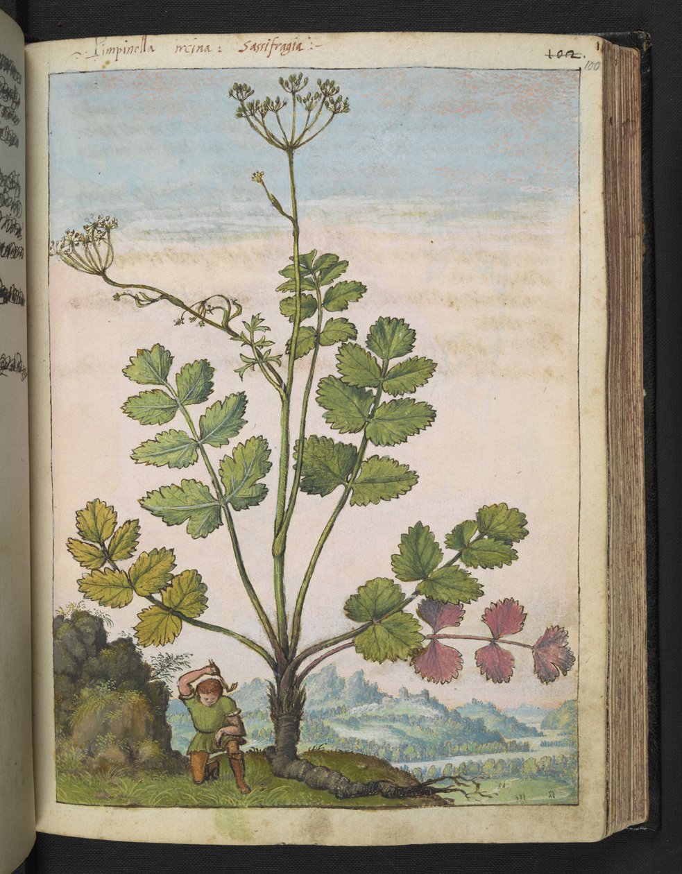 Pimpinella major, da "Dipinti della Flora degli Stati Romani" di Gherardo Cibo, Add MS 22333, f100r, c.1564-84 da Gherardo Cibo