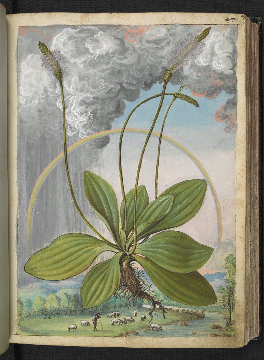 Plantago media, da 