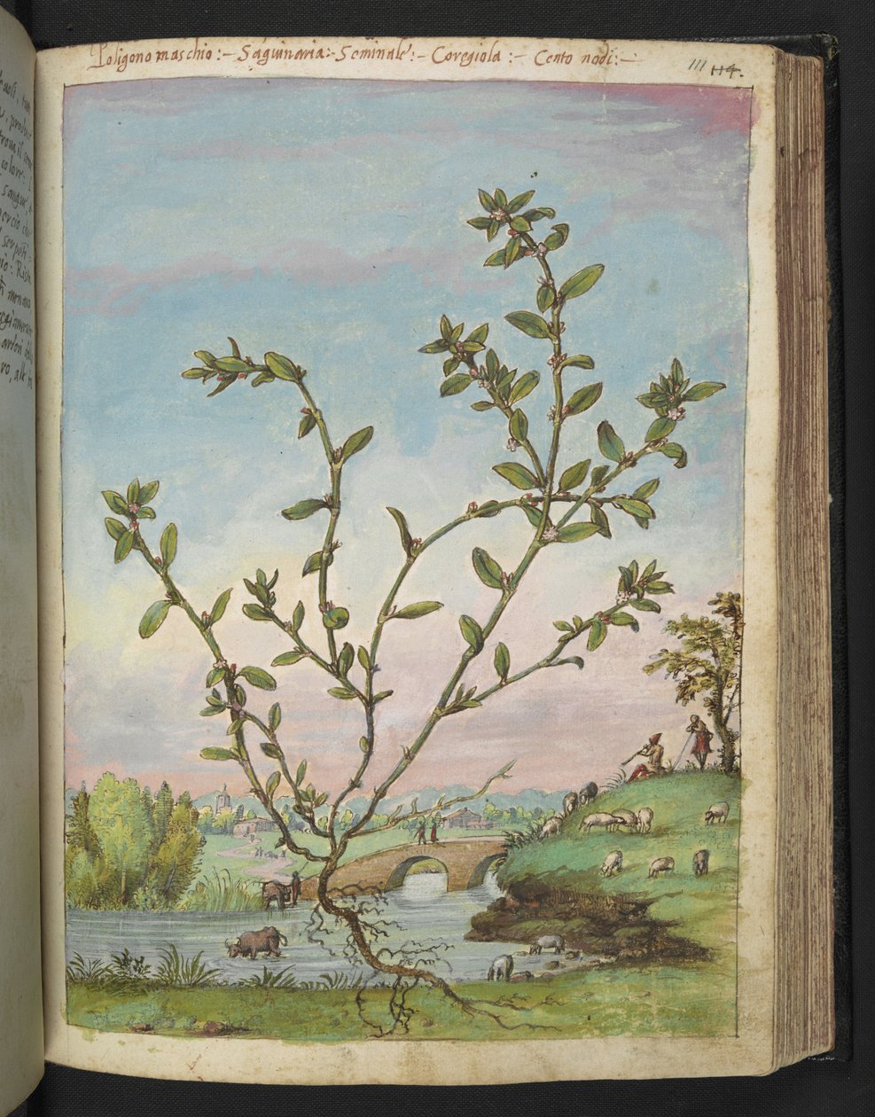Polygonum aviculare, da "Dipinti della flora degli Stati Romani" di Gherardo Cibo da Gherardo Cibo