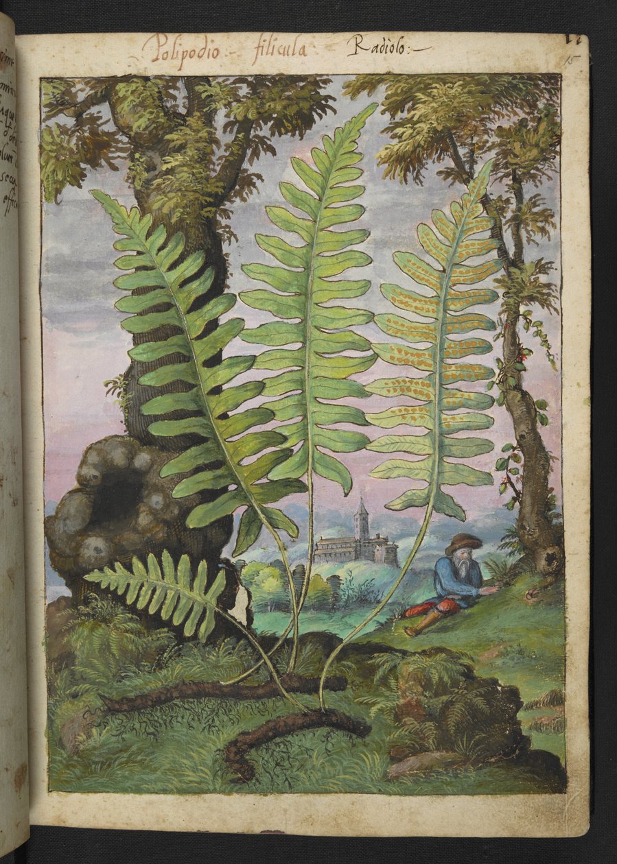 Polypodium, da "Paintings of Flora of the Roman States" di Gherardo Cibo da Gherardo Cibo