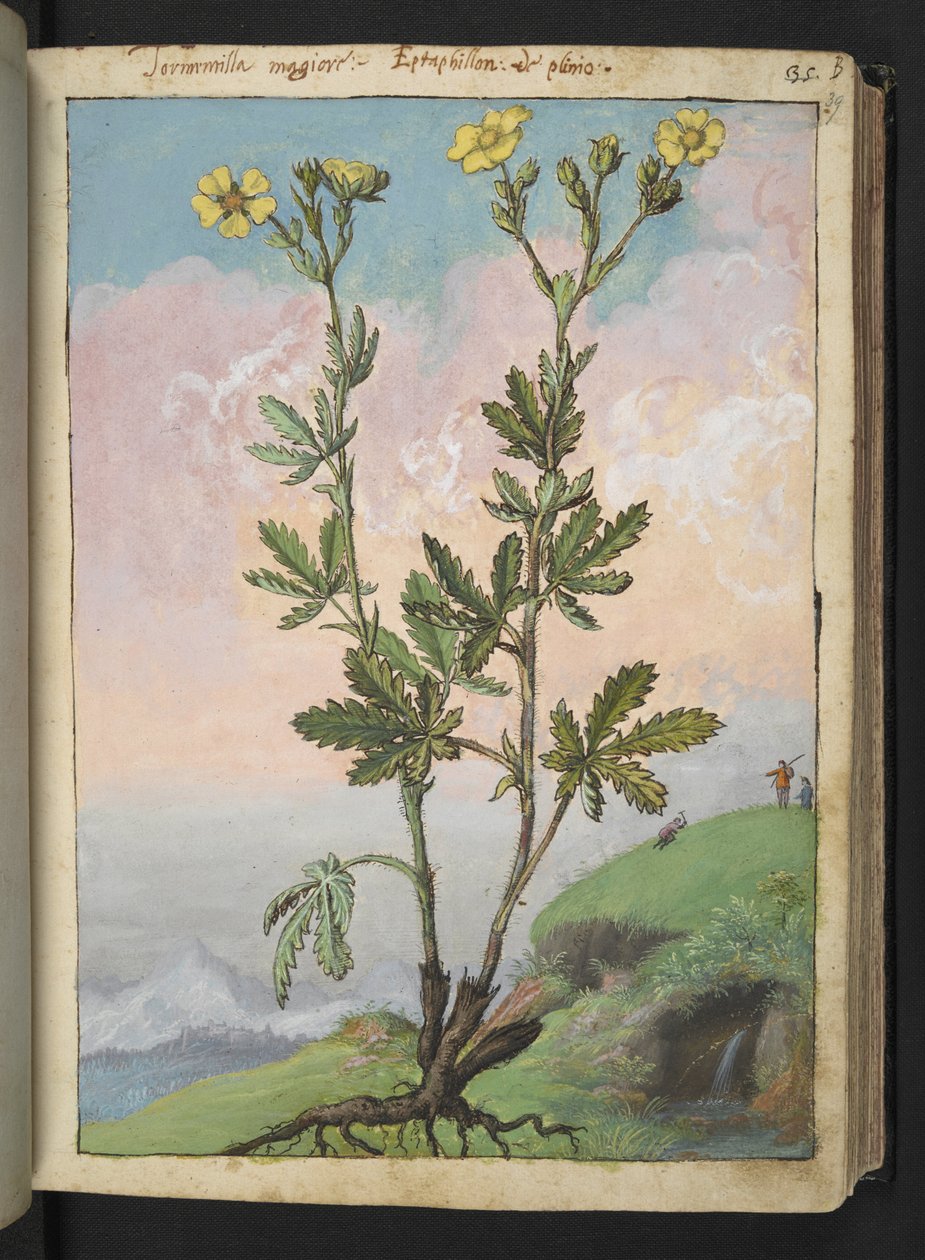 Potentilla recta: Una pianta con fiori gialli, da "Paintings of Flora of the Roman States" di Gherardo Cibo da Gherardo Cibo