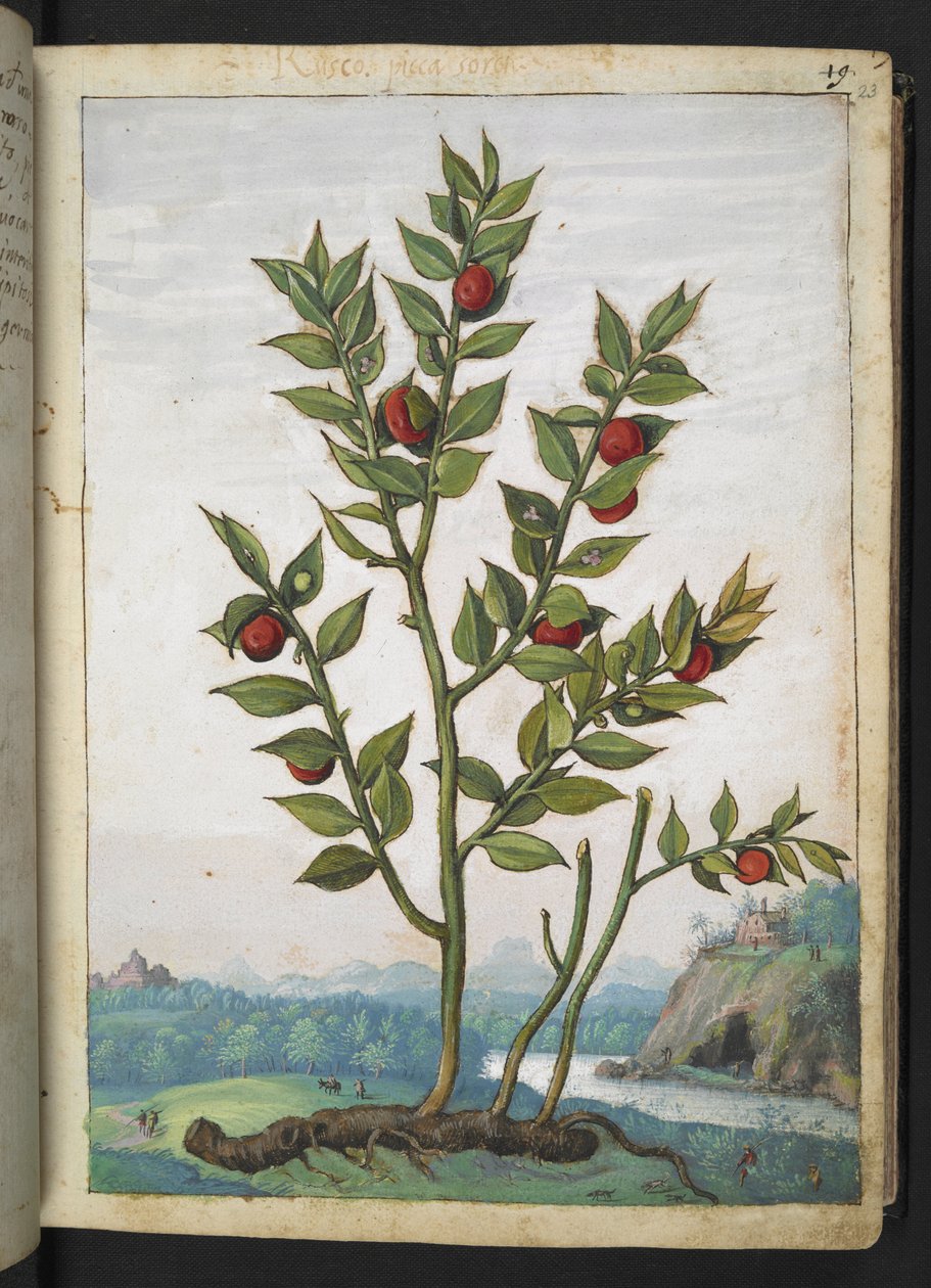 Ruscus aculeatus: Una pianta con bacche rosse, da 