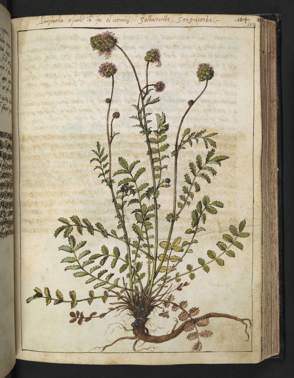 Sanguisorba minor, da "Dipinti della flora degli Stati Romani" di Gherardo Cibo, Add MS 22333, f102r, c.1564-84 da Gherardo Cibo