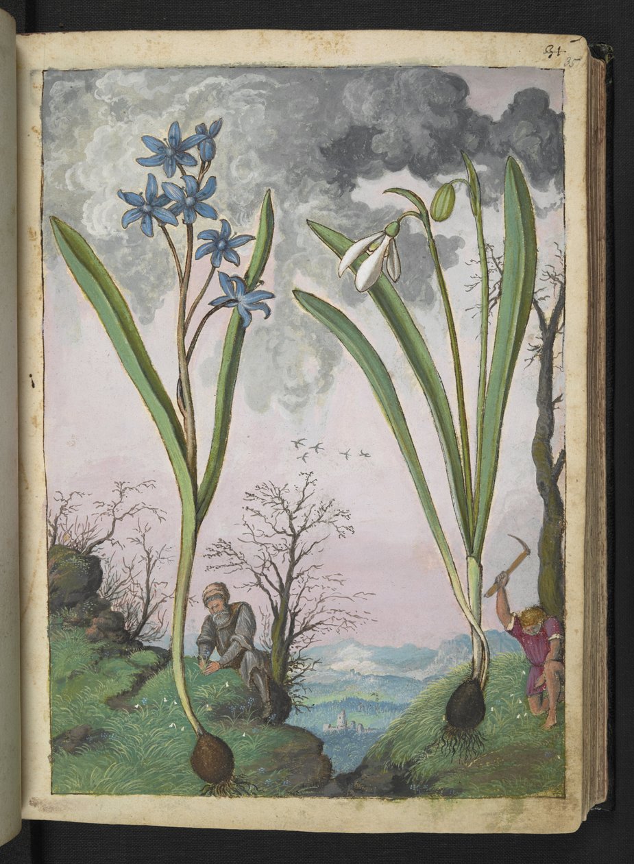 Scilla bifolia e Galanthus nivalis, da "Paintings of Flora of the Roman States" di Gherardo Cibo da Gherardo Cibo