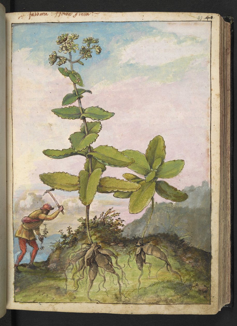 Sedum telephium, da "Dipinti della flora degli Stati Romani" di Gherardo Cibo, Add MS 22333, f043r, c.1564-84 da Gherardo Cibo