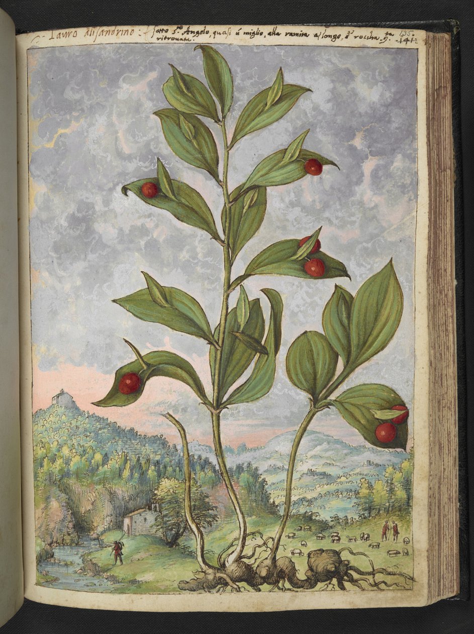 Streptopus amplexifolius (Stelo contorto), da 
