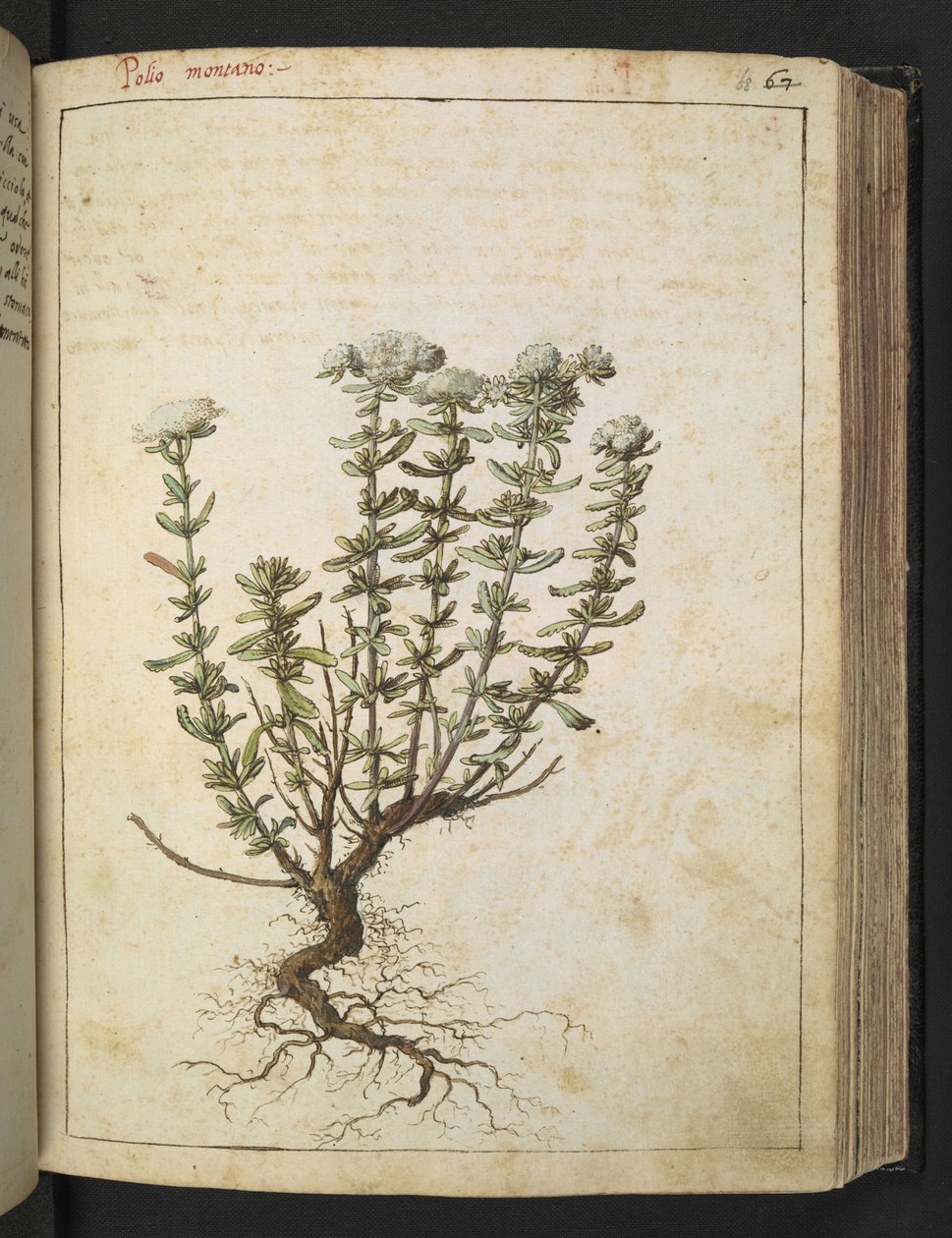 Teucrium montanum, da 