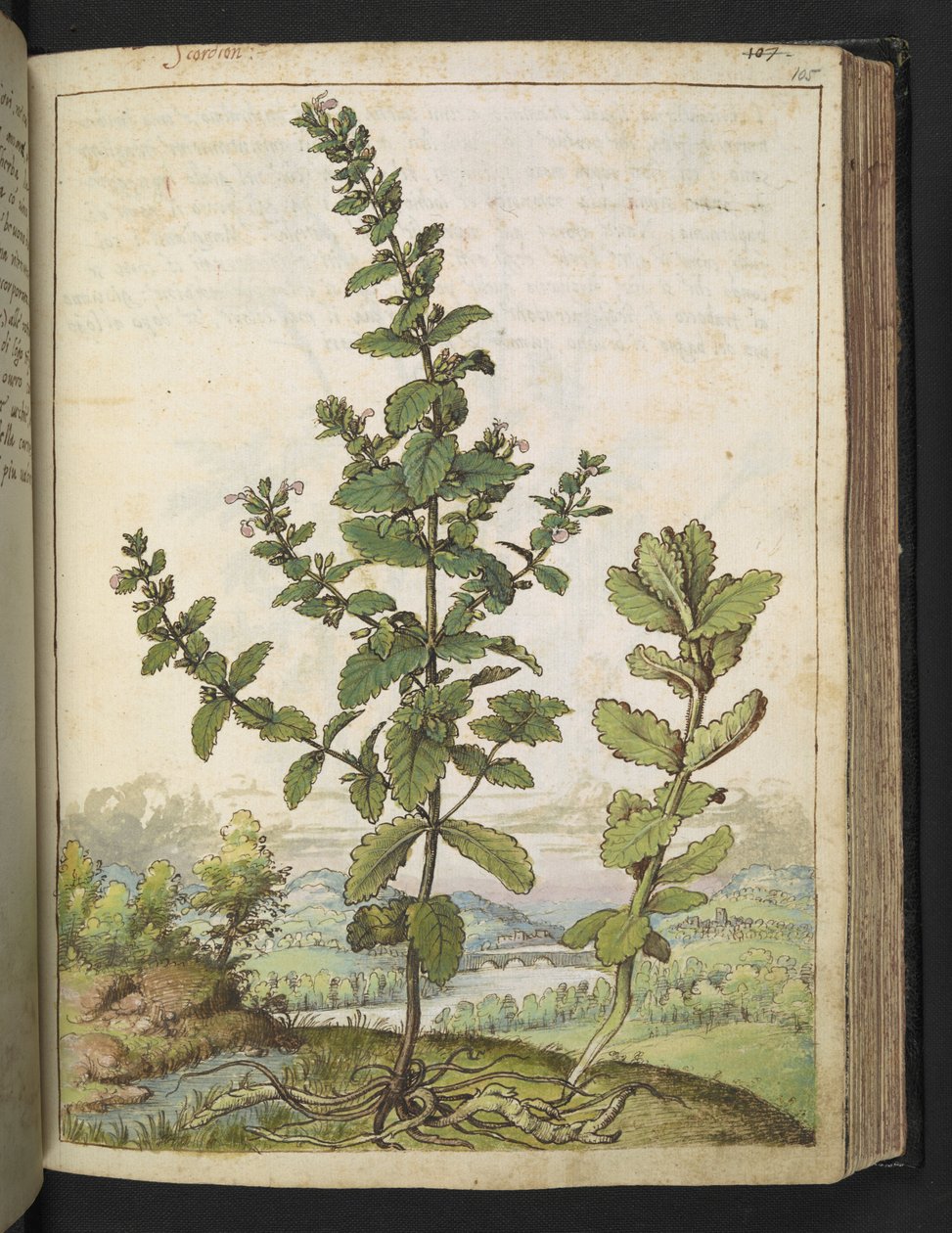 Teucrium scordium, da 