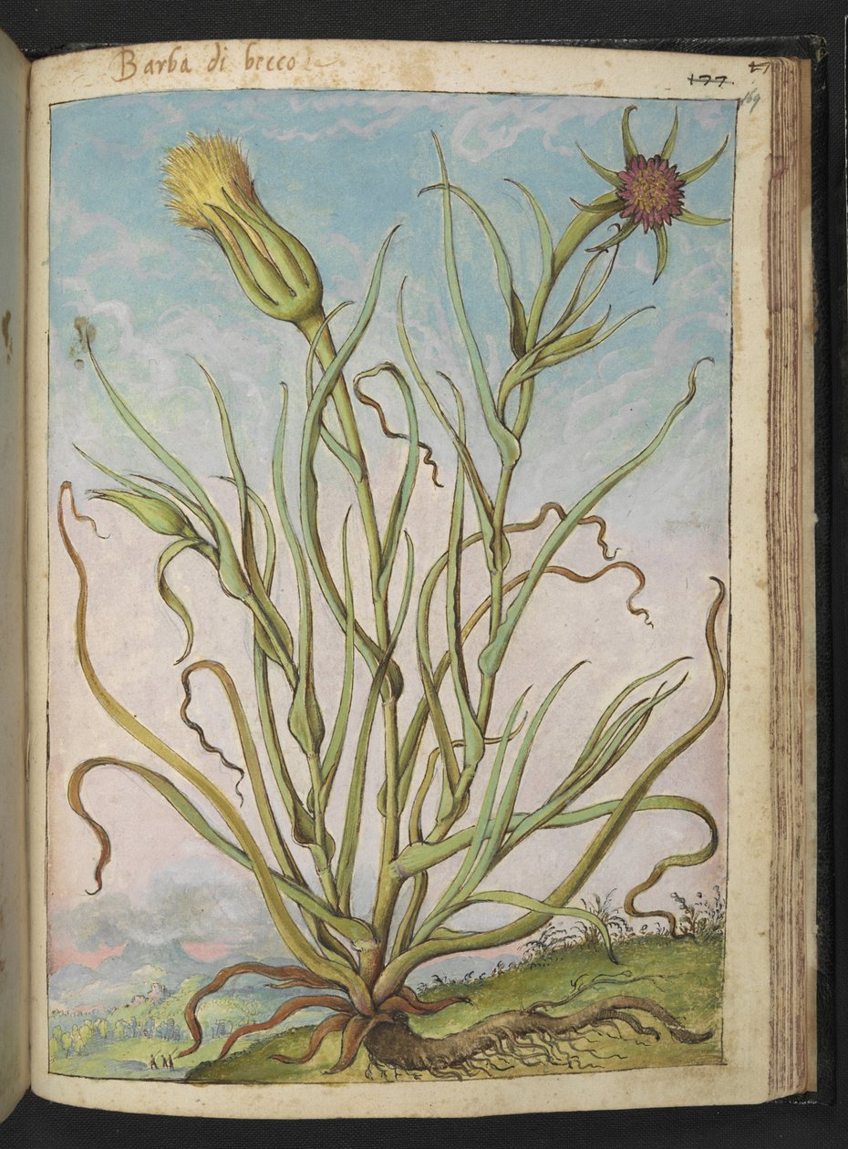 Tragopogon porrifolius, da "Paintings of Flora of the Roman States" di Gherardo Cibo da Gherardo Cibo