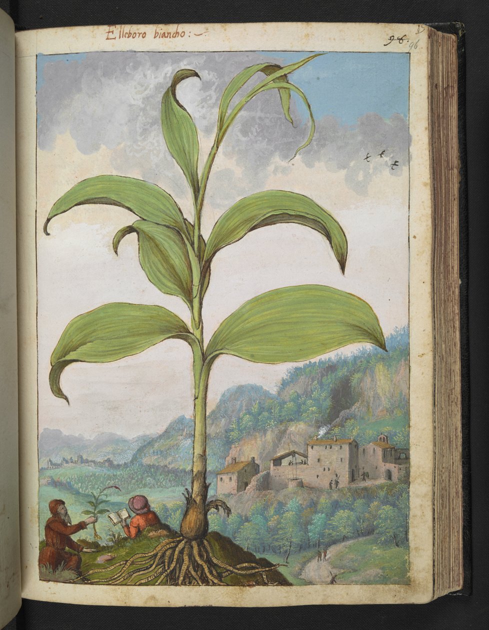 Veratrum nigrum, da 