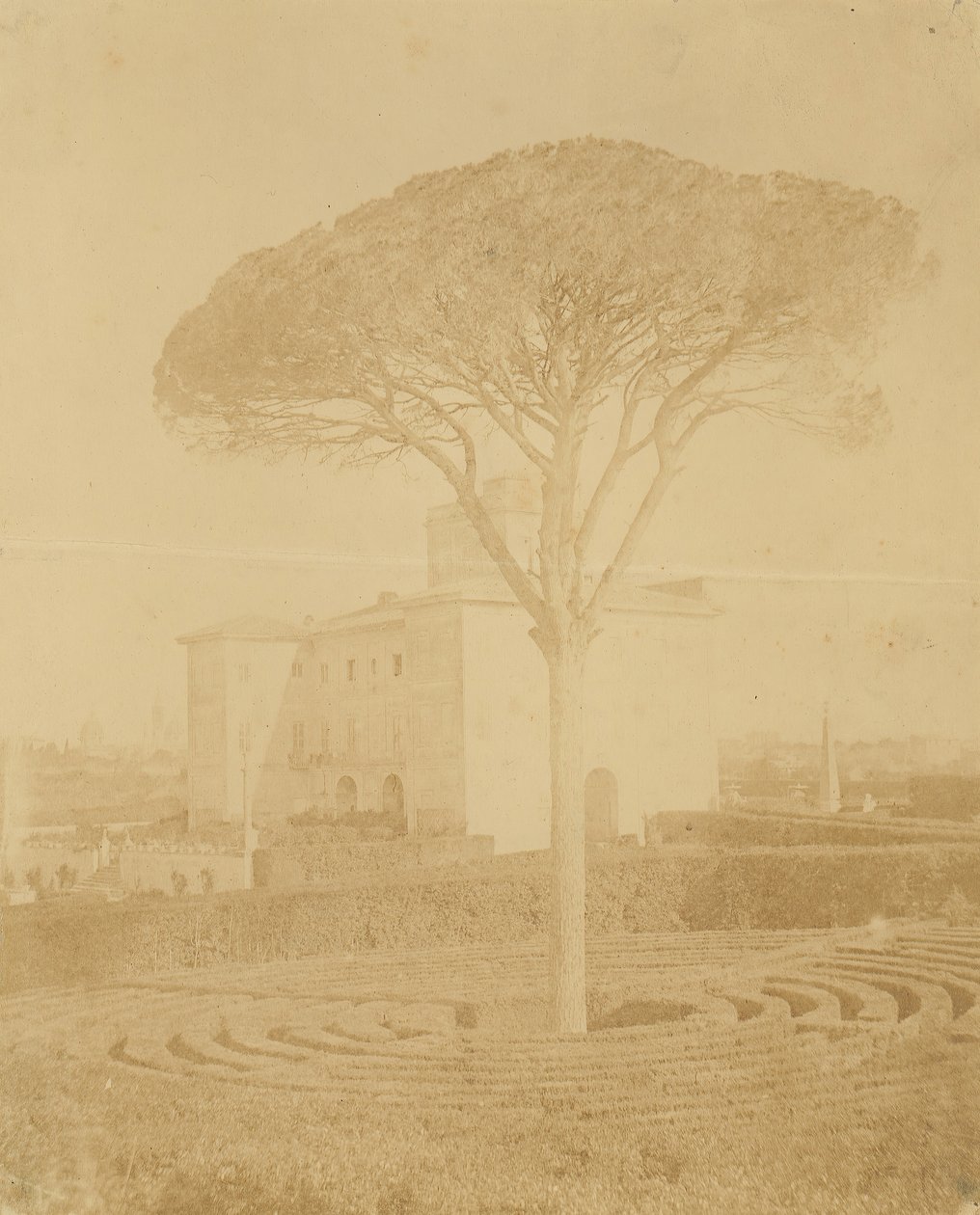 [Albero nel Giardino Formale Fuori dal Palazzo], 1860s-70s da Giacomo Caneva