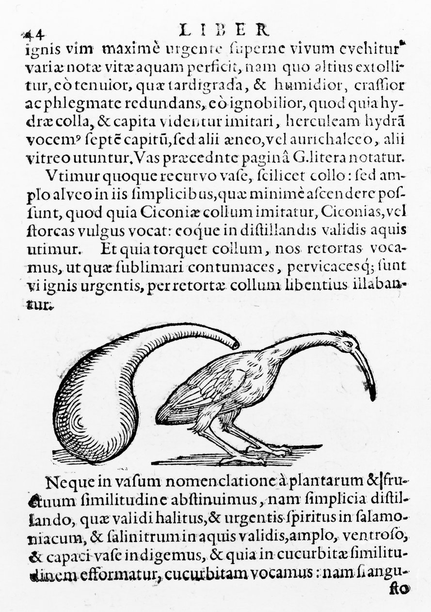 Fiasco e Ibis, illustrazione da De distillatione di Giambattista della Porta, pubblicato nel 1610 da Giambattista della Porta