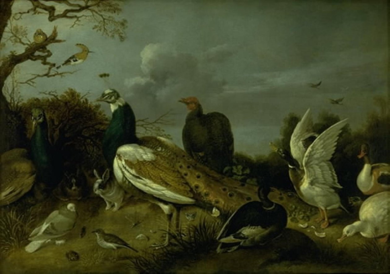 Pavoni, anatre e altri animali da Gijsbert Gillisz. de Hondecoeter