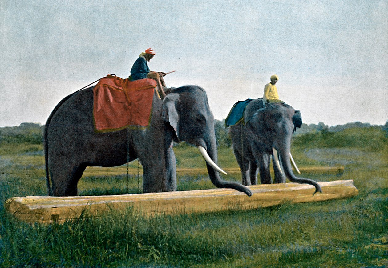 Elefanti che spostano un tronco, Ceylon, c1890 da Gillot