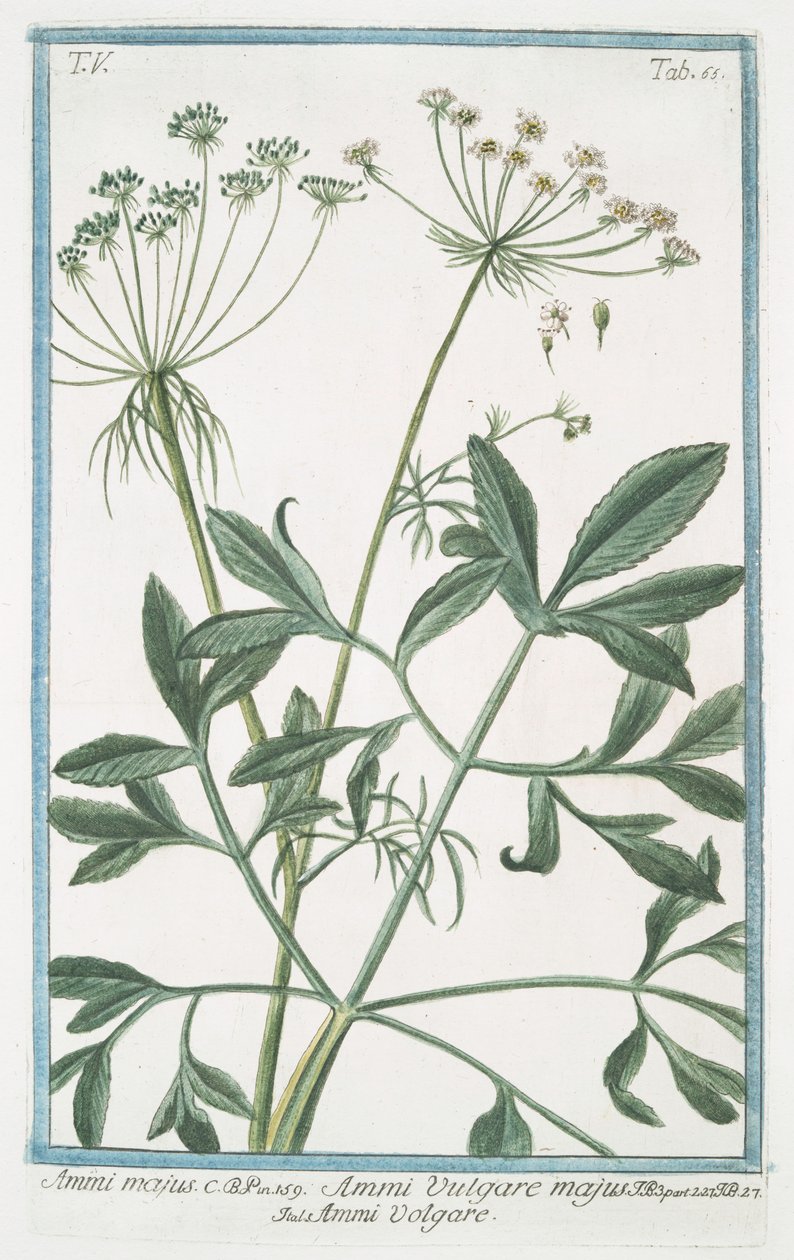 Ammi majus da Giorgio Bonelli
