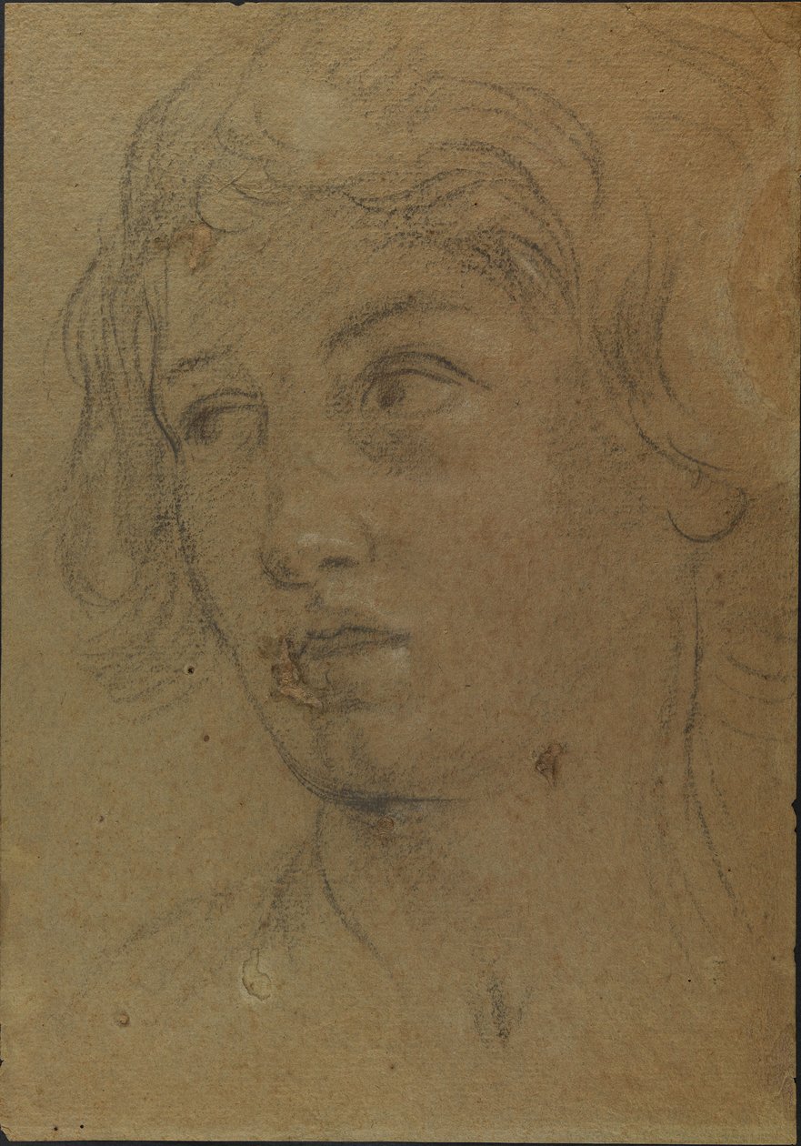 Testa di un giovane uomo da Giovanni Andrea Sirani