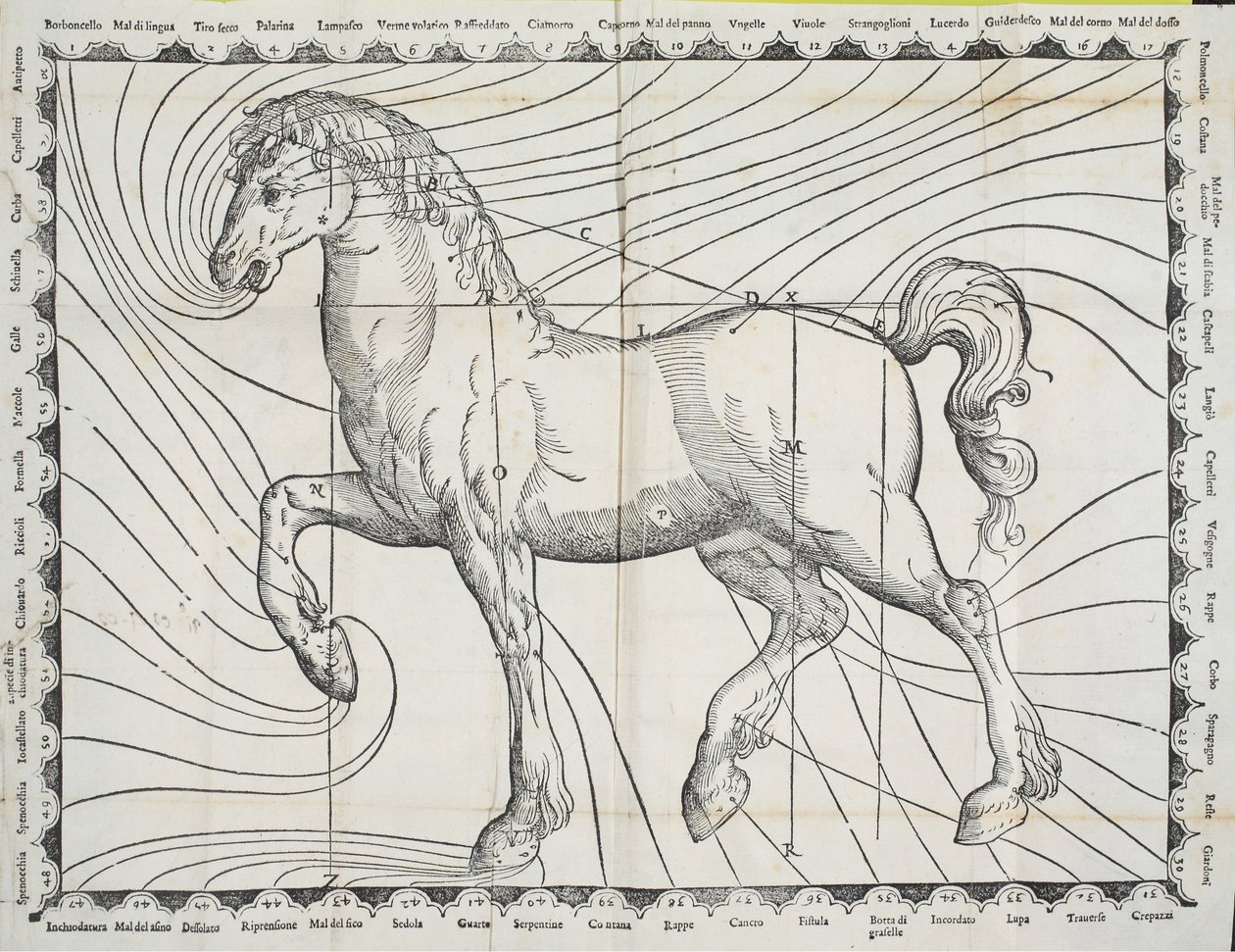 Diagramma dei punti di salasso su un cavallo da un antico libro sulla gestione dei cavalli, 1570 da Giovanni Battista Ferraro