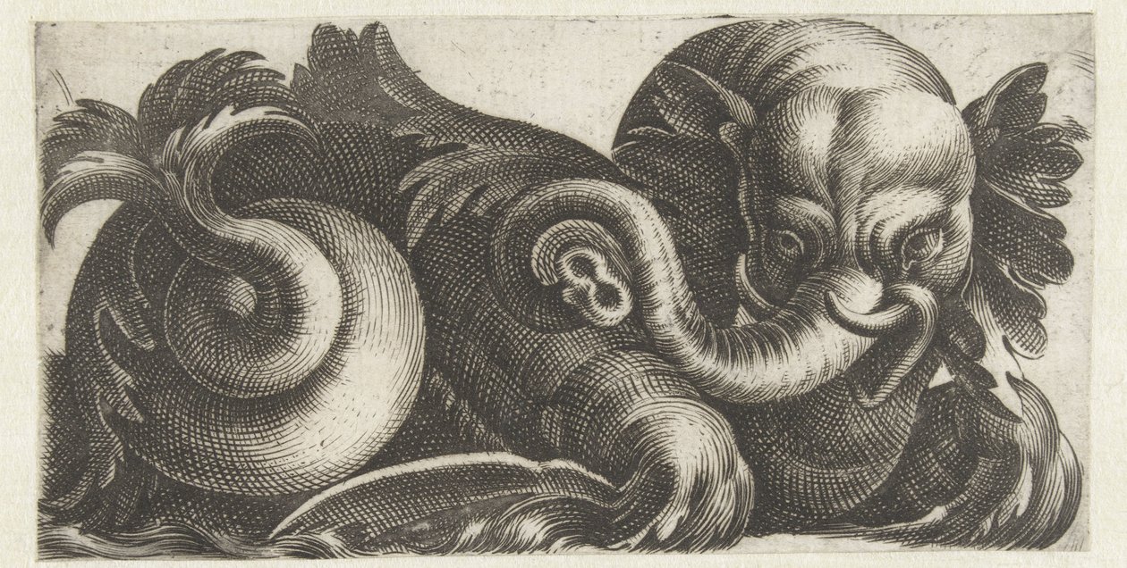 Elefante marino con orecchie di foglie da Giovanni Andrea Maglioli