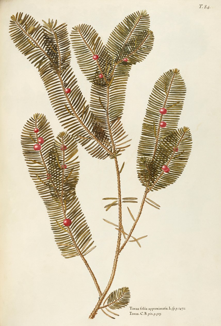 Tasso europeo (Taxus baccata), Taxaceae di Giovanni Antonio Bottione da Giovanni Antonio Bottione