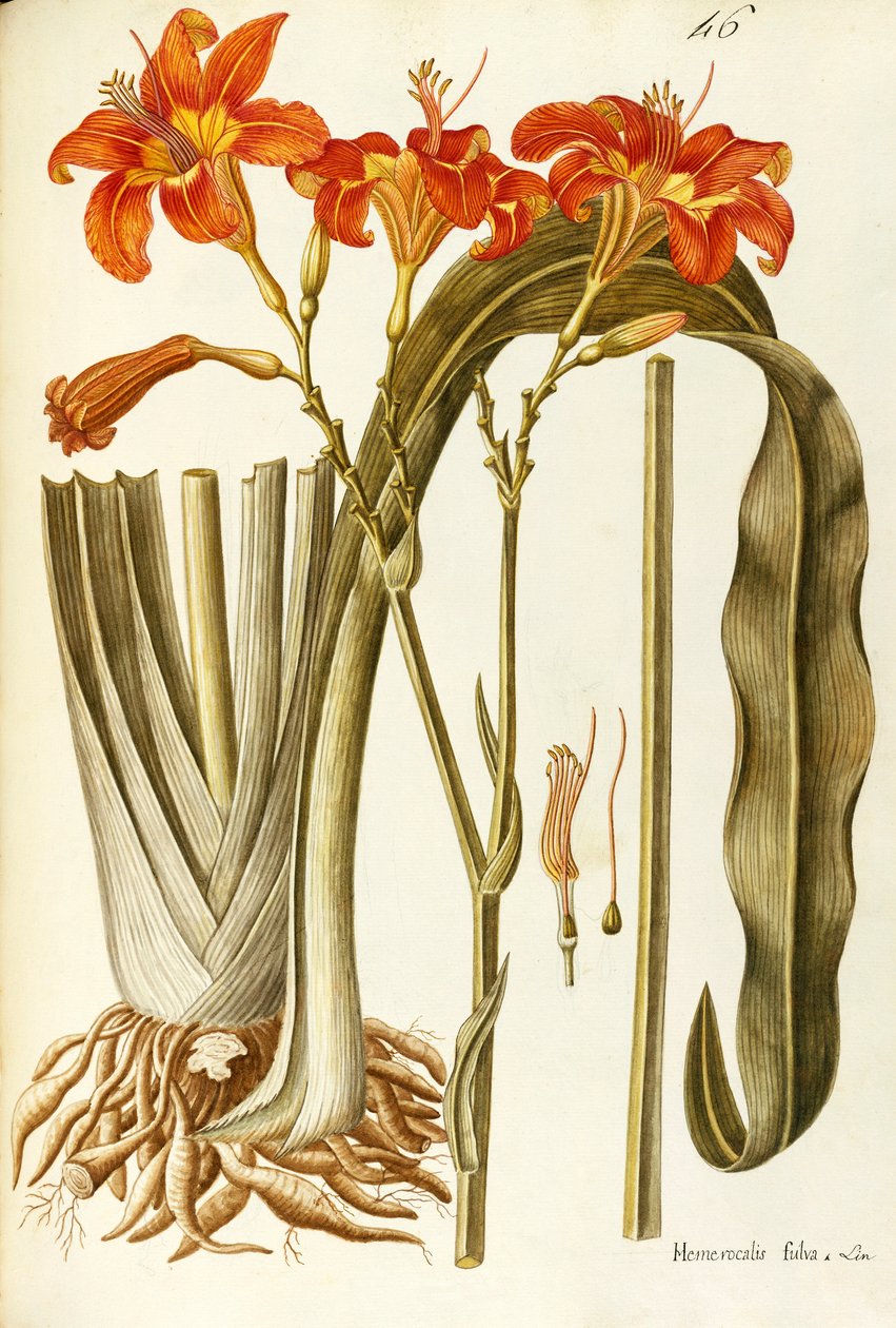 Giglio diurno arancione (Hemerocallis fulva), Liliaceae di Giovanni Antonio Bottione da Giovanni Antonio Bottione