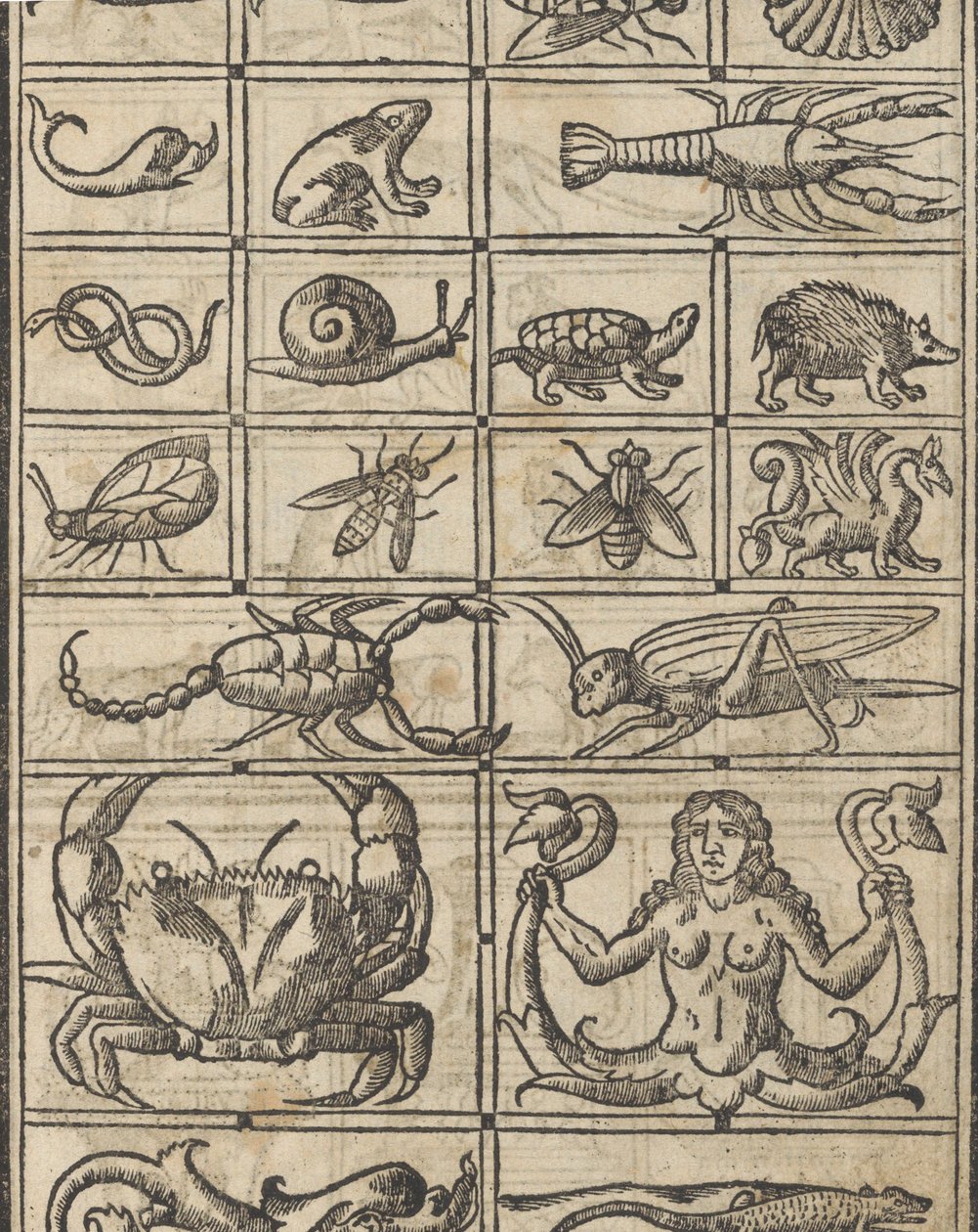 Essempio di recammi, pagina 11 recto da Giovanni Antonio Tagliente