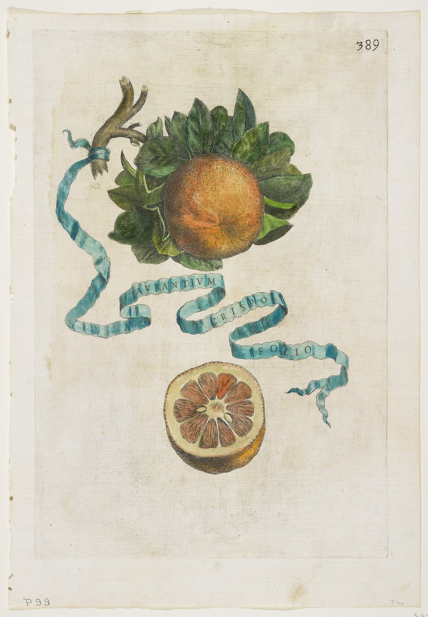 Aurantium Crispo Folio, da Hesperides, 1646 da Giovanni Battista Ferrari