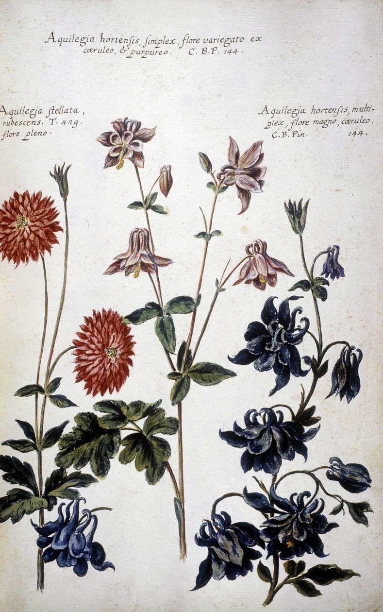 Tavola botanica: tre tipi di Ancolie (Aquilegia) da Giovanni Battista Morandi