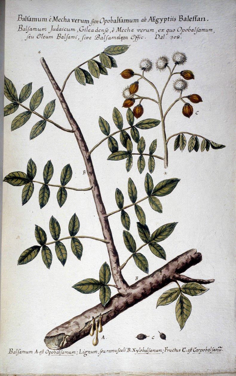 Opobalsamo (Ramo con resina) da Giovanni Battista Morandi