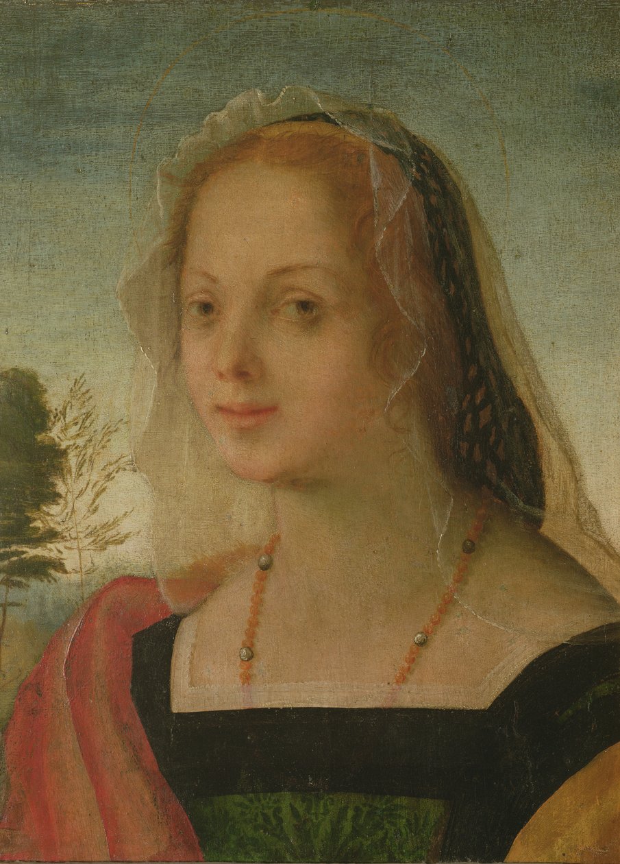 Ritratto di una giovane ragazza da Giovanni Battista Rosso Fiorentino