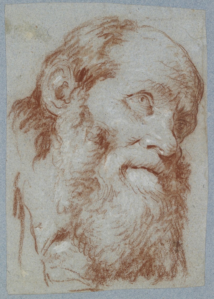 Testa di un vecchio barbuto da Giovanni Battista Tiepolo