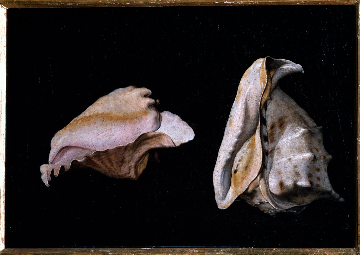Due conchiglie (Natura morta con conchiglie) da Giovanni Girolamo Savoldo