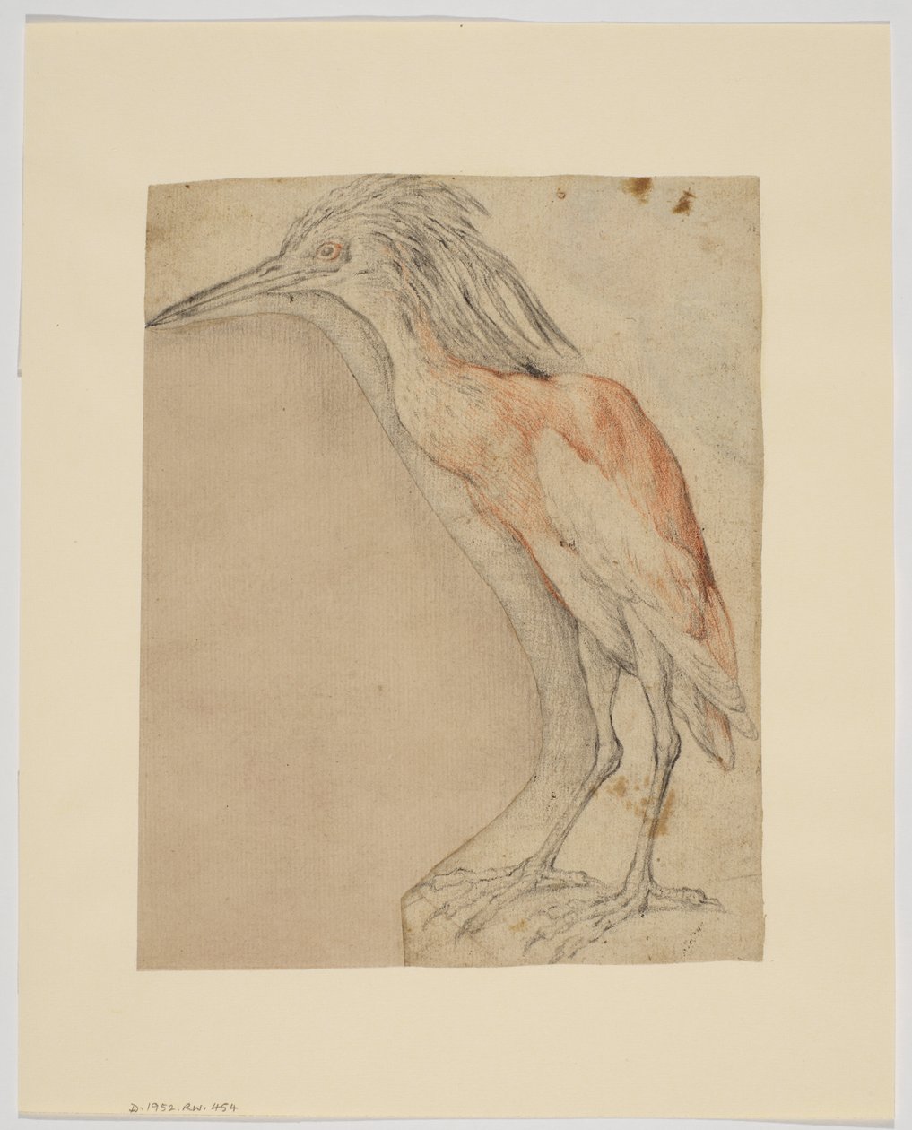 Airone, recto da Giovanni da Udine (after)