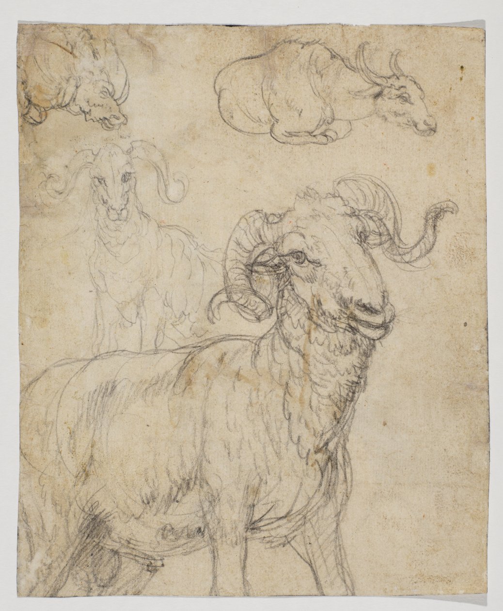 Ariete e bufalo, verso da Giovanni da Udine (after)