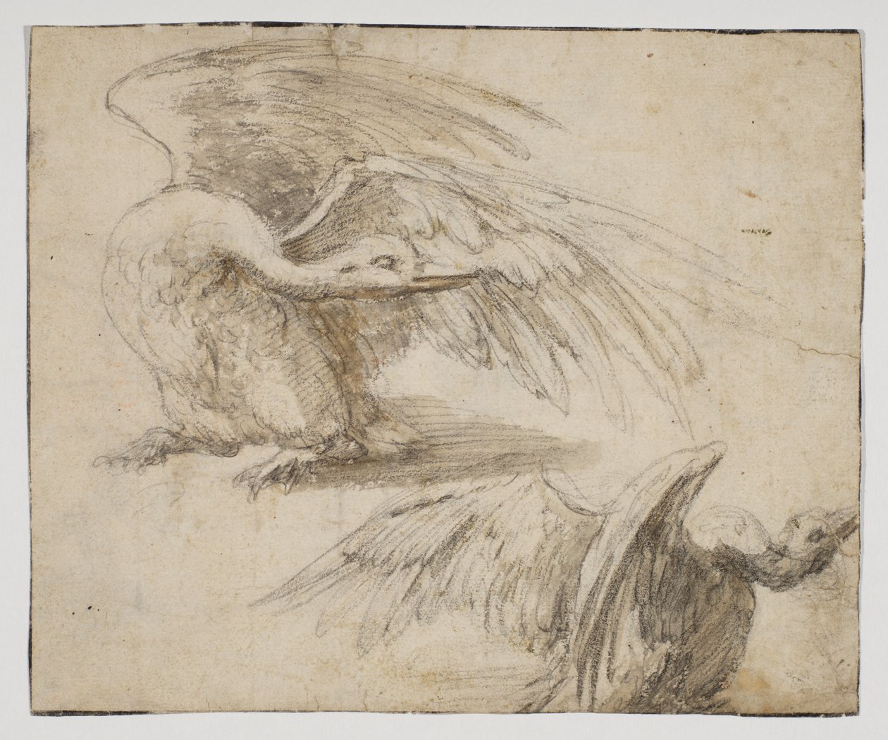 Due cigni (recto) da Giovanni da Udine (after)