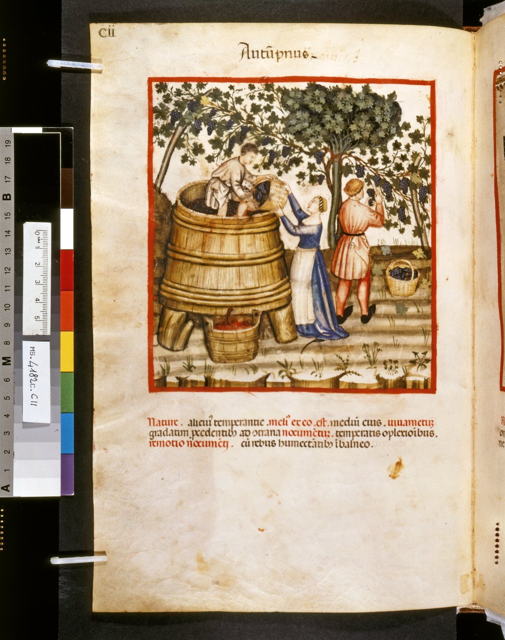 Theatrum sanitatis di Ububchasym de Baldach: 