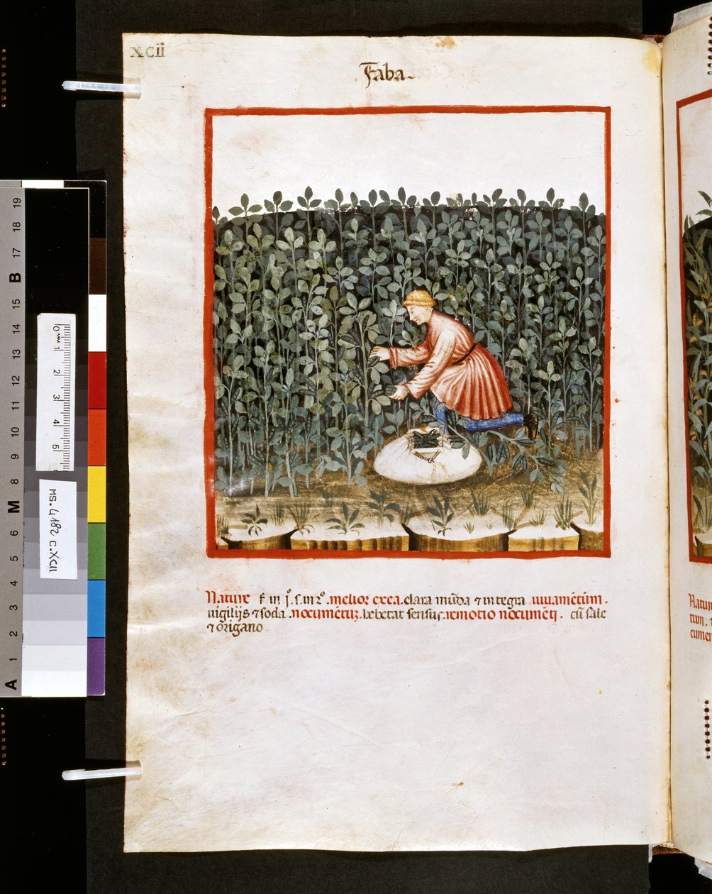 Theatrum sanitatis di Ububchasym de Baldach: 