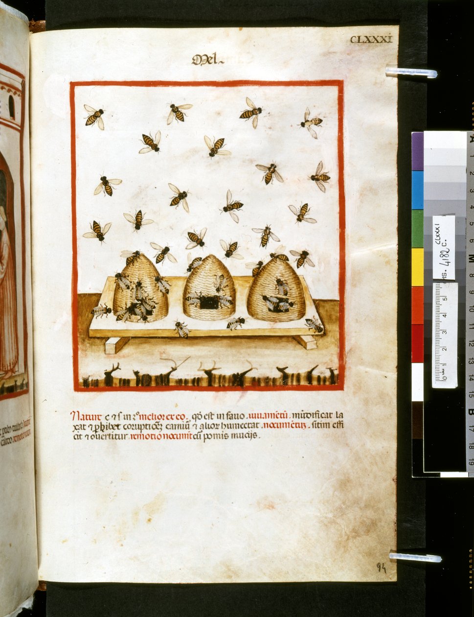 Theatrum sanitatis di Ububchasym de Baldach: 