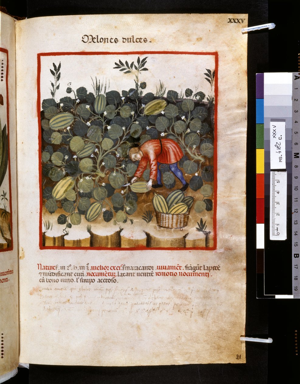 Theatrum sanitatis di Ububchasym de Baldach: 