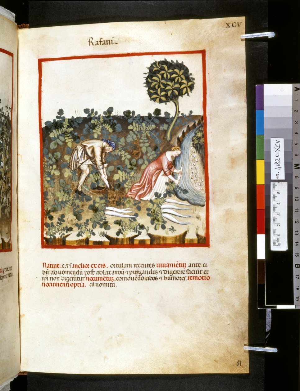 Theatrum sanitatis di Ububchasym de Baldach: 